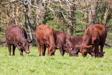 A herd of brown cows grazing in a field