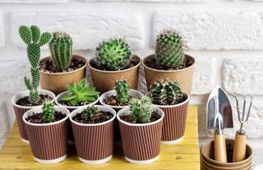 Fototapeta na wymiar Cactus and succulent plants collection in paper cups on small yellow table