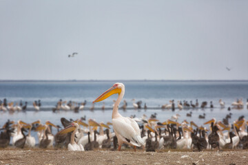 Pink pelicans with chicks on the shore of Lake Manich-Gudilo in Kalmykia, Russia