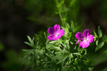 Forest geranium (Geranium sylvaticum) flowers illuminated by the suns on a dark background