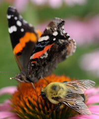 Fototapeta na wymiar a bumble bee and admiral butterfly share a coneflower