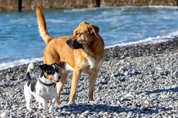 Two cool dogs big stray and little Jack Russell terrier domestic, standing side by side, on the beach on a sunny day.Dog friendship.
