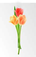 Three tulips. Vector graphics. Design template celebration.