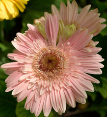 close up of multiple light pink gerber daises bathed in delicate light