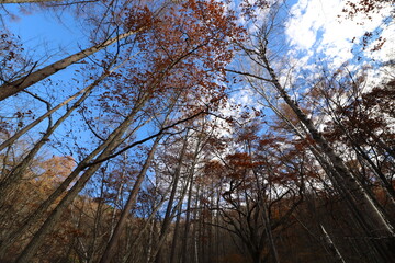 山梨県の瑞牆山の登山