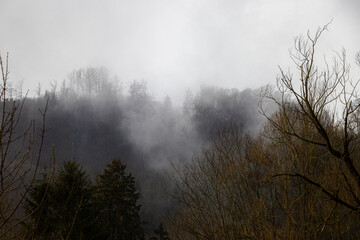 Bäume im Wald im Nebel
