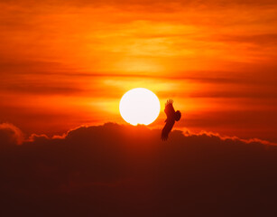 Beautiful sunrise behide the cloud and twilight sky, silhouette bird