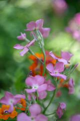 Fototapeta na wymiar close up of single stock flower, or Matthiola incana in a garden