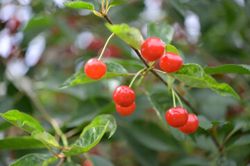 red sour cherries on a branch