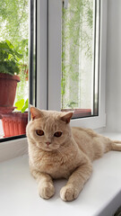 cat british shorthair on the window