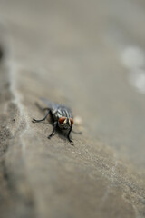 macro of a fly