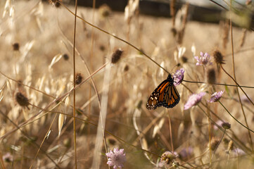 Monarch butterfly in the wild