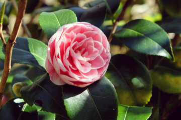 Camellia japonica 'Pink Perfectioni' in flower