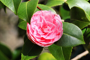 Camellia japonica 'Pink Perfectioni' in flower