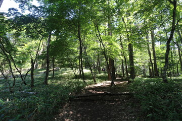 Obraz premium 山梨県の大菩薩嶺の登山