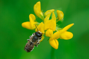 Small bee on a flower in the evening sun