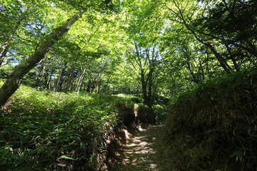 Obraz premium 山梨県の大菩薩嶺の登山