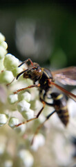 A closeup of a Paper Wasp found in a garden in Ontario, Canada
