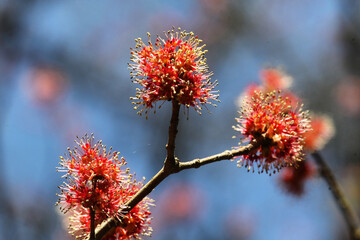 The red spring blossom of the Red Maple Acer tree