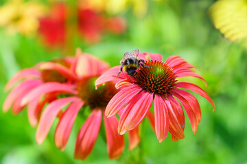 Small bee on a flower in the evening sun