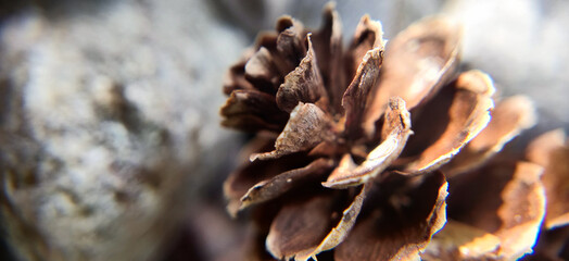 A closeup of the texture of a pinecone