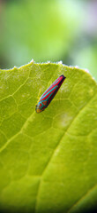 A Scarlet-and-Green Leafhopper on a zucchini plant in Ontario, Canada