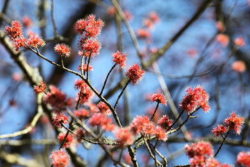 The red spring blossom of the Red Maple Acer tree