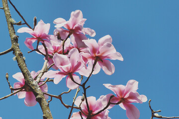 'Magnolia x Soulangeana', or pink saucer magnolia in bloom