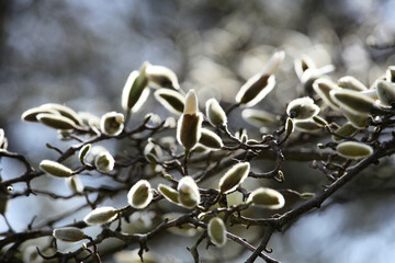 'Magnolia x Soulangeana', or white star magnolia in bud