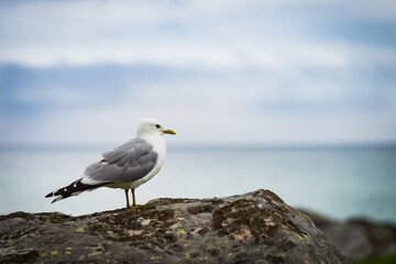 Fototapeta na wymiar Seagull on sea fjord shore