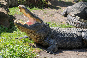Alligator basking in the Florida Sun 