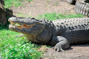 Alligator basking in the Florida Sun 