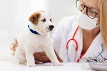 Fototapeta na wymiar Vet examining dog. Puppy at veterinarian doctor.