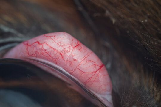 macro photo of a cherry eye vascularisation in dog