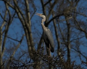 héron cendré sur sa branche.
