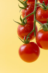 branch of small red tomatoes on yellow background. Close up