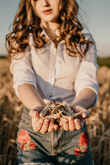 Wheat crop, harvest, Harvesting agriculture, economy. Young brunette woman with hands full of ripe wheat seeds in cereal field ready harvest