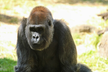 Lowland Gorilla 