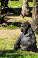 Lowland Gorilla sitting 