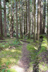 A trail through the lush green of the Hoh Rainforest in Olympic National Park.