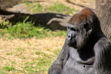 Lowland Gorilla 