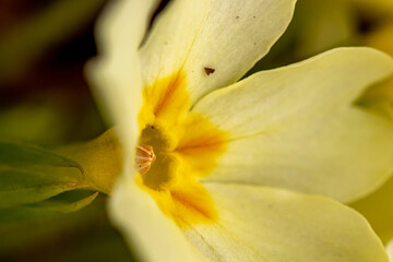 Primroses in the forest, macro shoot	