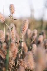 flowers in spring