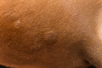 close-up photo of a dog with lumps on his skin before the surgery