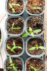 Young green tomato seedlings in a seedling tray, close-up view from above