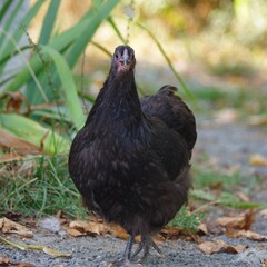 poule pekin