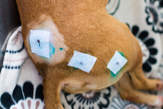 Close-up Photo Of A Dog With Lumps On His Skin After The Surgery