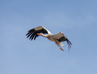 White Stork (Ciconia Ciconia) flying