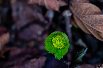 Hacquetia epipactis plant growing in forest, close up