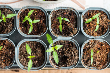 Young green tomato seedlings in a seedling tray, close-up view from above
